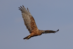 Swamp Harrier photo 3