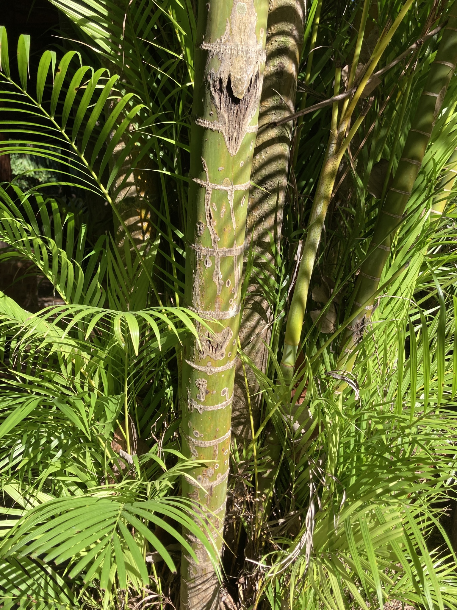 Imagem de Areca-bambu