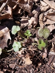 Ranunculus recurvatus