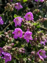 Mirabilis laevis