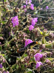 Hyles lineata
