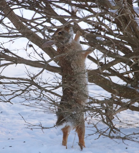 Eastern Cottontail photographed in Indiana