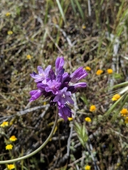 Dipterostemon capitatus