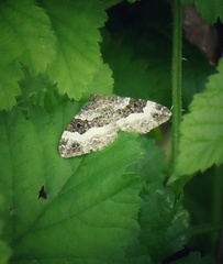 Epirrhoe rivata