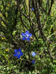Nemophila menziesii