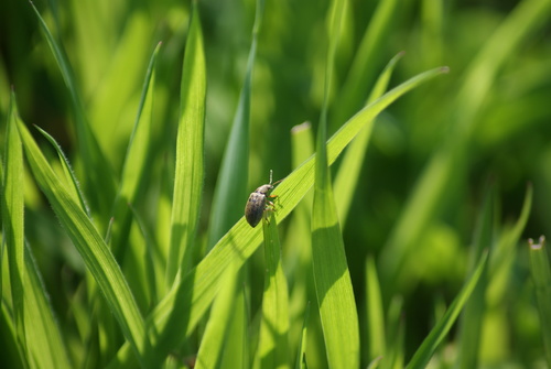 Common Leaf Weevil, Sint Pieter, Maastricht, Netherlands, photo 9 of 10