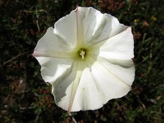 Calystegia stebbinsii