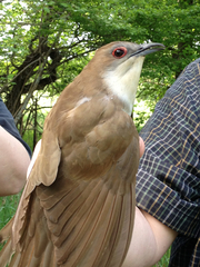 Coccyzus erythropthalmus