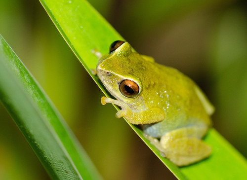 Raorchestes beddomii