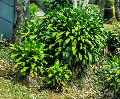 Foto de Pau-d'água