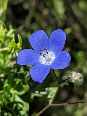 Nemophila menziesii