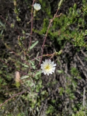 Rafinesquia californica