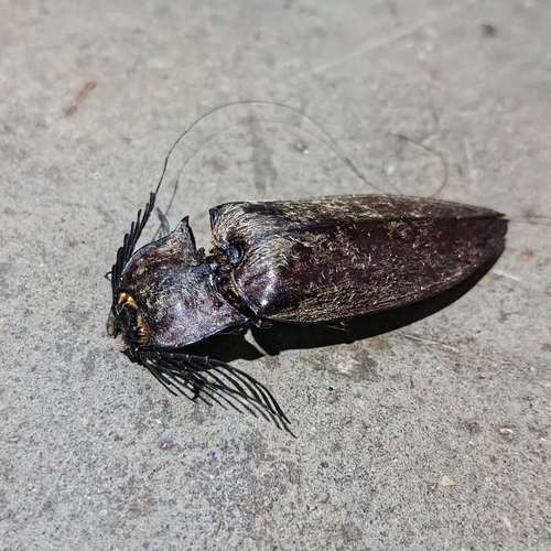 Giant Click Beetle