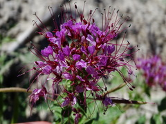 Polanisia dodecandra riograndensis