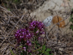 Polanisia dodecandra riograndensis