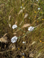 Cryptantha intermedia