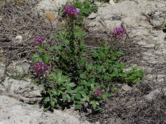 Polanisia dodecandra riograndensis