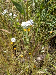 Cryptantha intermedia