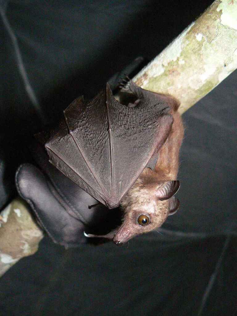 Woermann's fruit bat (Bats of Africa) · iNaturalist