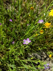 Calandrinia menziesii