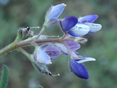 Lupinus bicolor bicolor