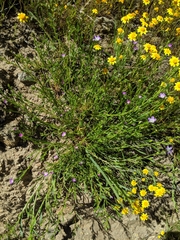Calandrinia menziesii