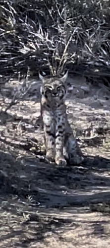 iNaturalist observation 2024-01-19