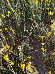 Caulanthus californicus