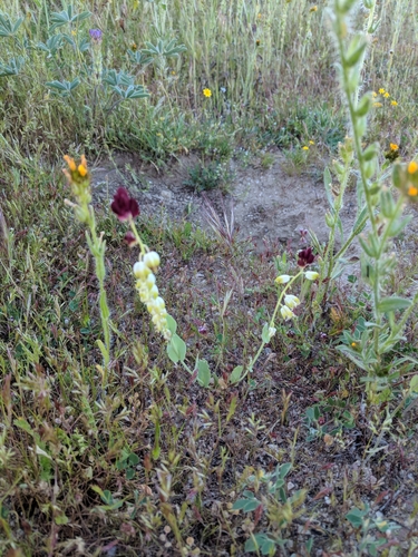 Image of Caulanthus californicus by (c) Zack Abbey, some rights reserved (CC BY)