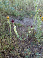 Caulanthus californicus