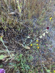 Caulanthus californicus