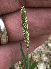 Alopecurus carolinianus