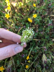 Castilleja brevistyla