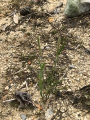 Alopecurus carolinianus