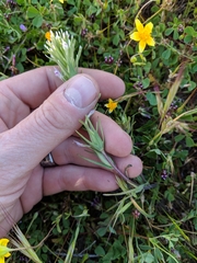 Castilleja brevistyla