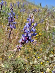 Lupinus succulentus