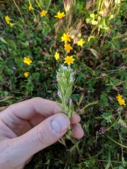Castilleja brevistyla