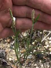 Alopecurus carolinianus