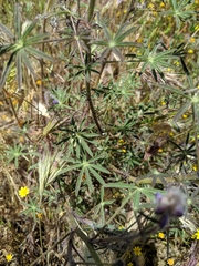 Lupinus succulentus