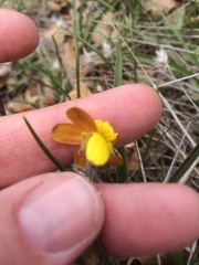 Ranunculus austro-oreganus