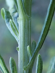 Senecio linearifolius linearifolius