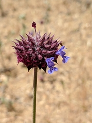 Salvia columbariae