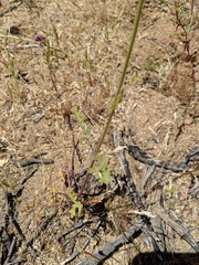 Salvia columbariae