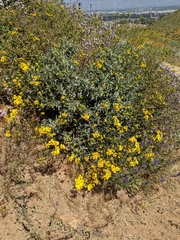 Encelia farinosa