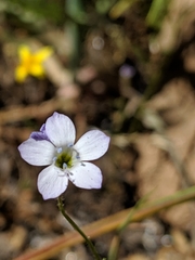 Gilia angelensis