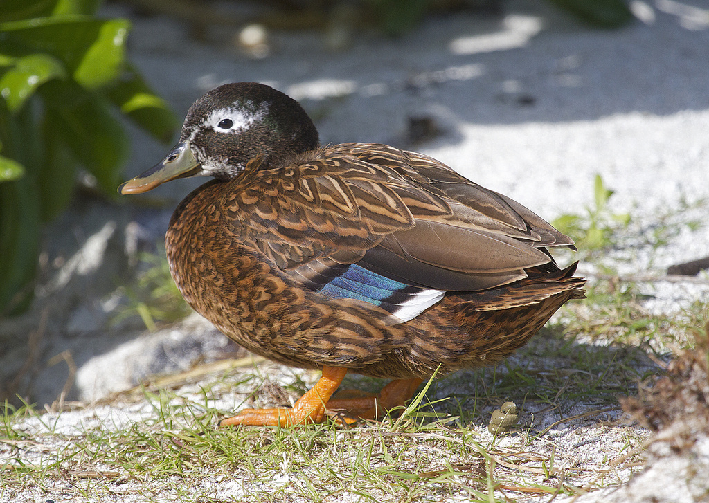 Laysan Duck (Anas laysanensis) photo