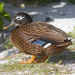 Laysan Duck - Photo (c) viweedguy, some rights reserved (CC BY-NC)