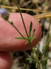 Gilia angelensis