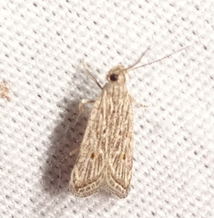 Helcystogramma