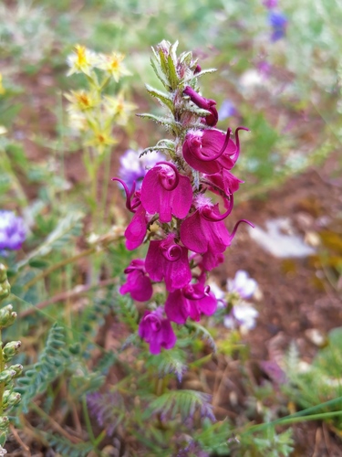 Pedicularis oliveriana